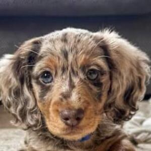 Silja L. | 4100 Ringsted